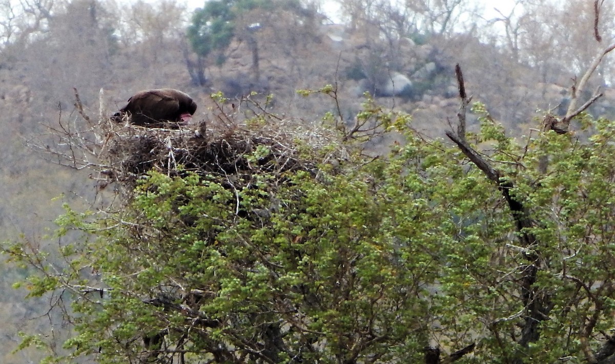 Lappet-faced Vulture - ML84667881