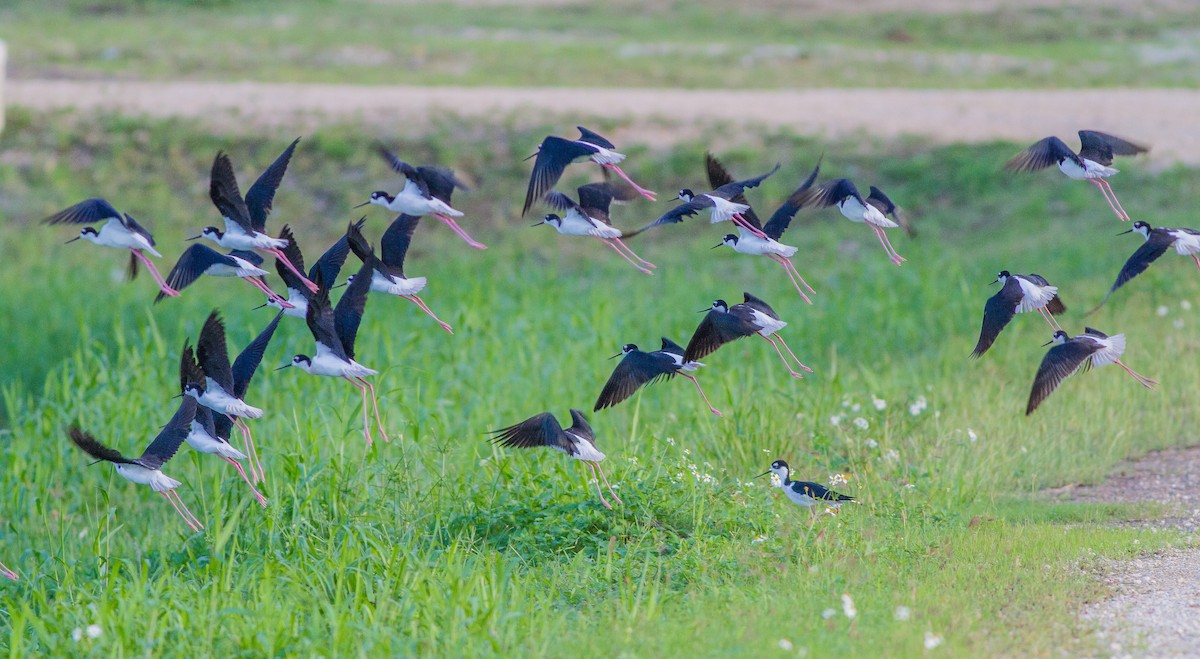 Black-necked Stilt - Roni Martinez