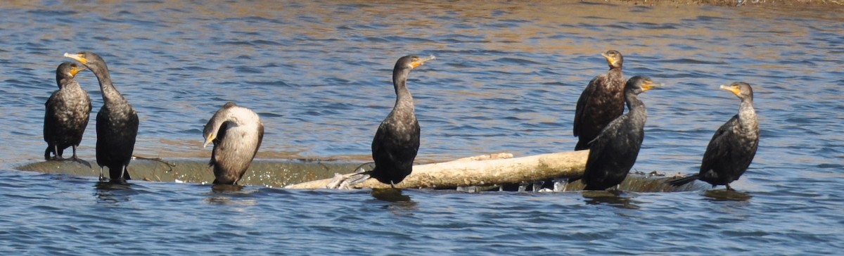 Double-crested Cormorant - ML84668551