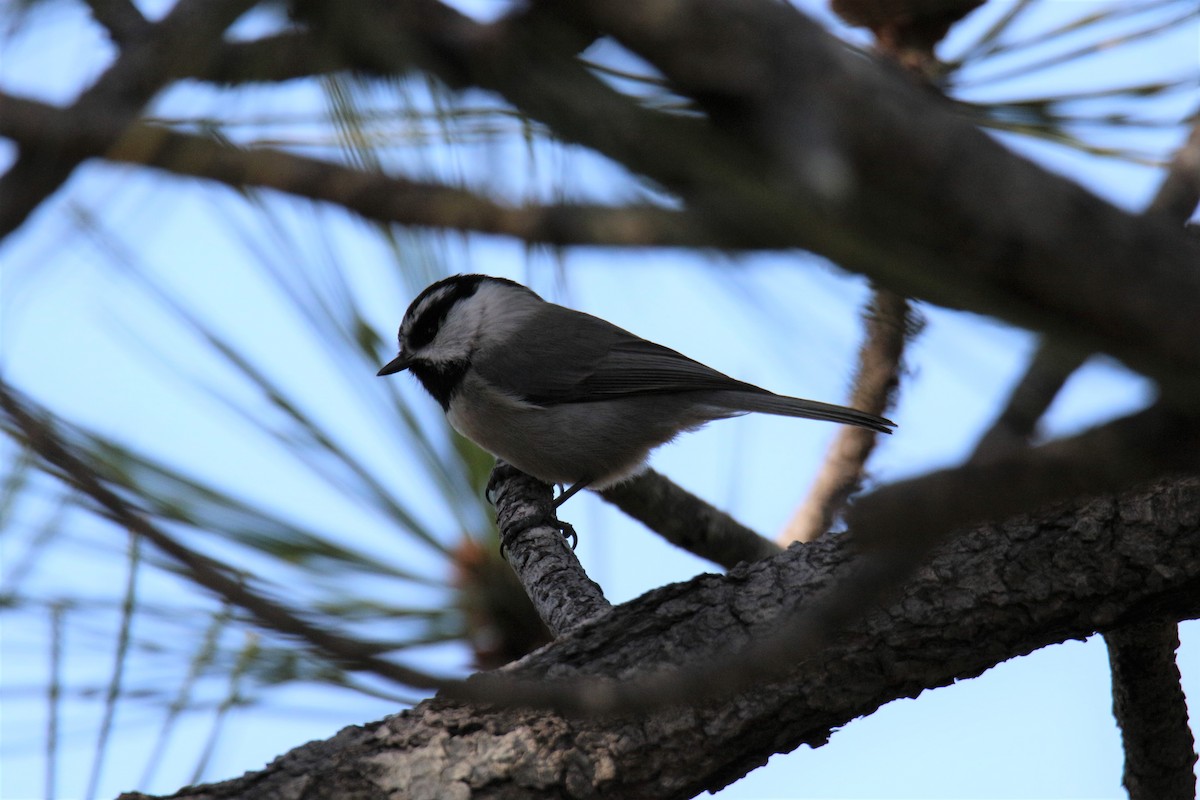 Mountain Chickadee - ML84670001