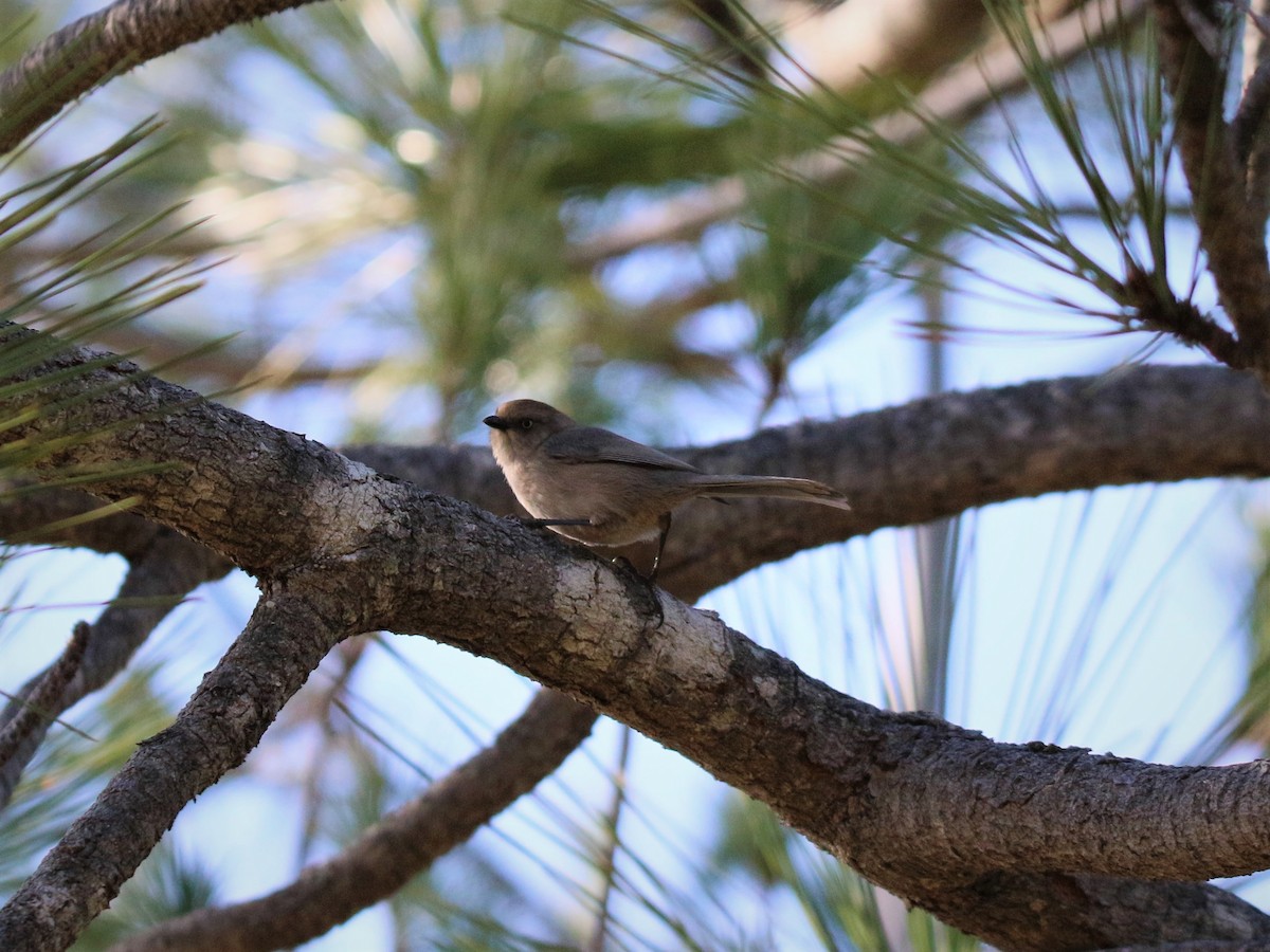 Bushtit - ML84670041