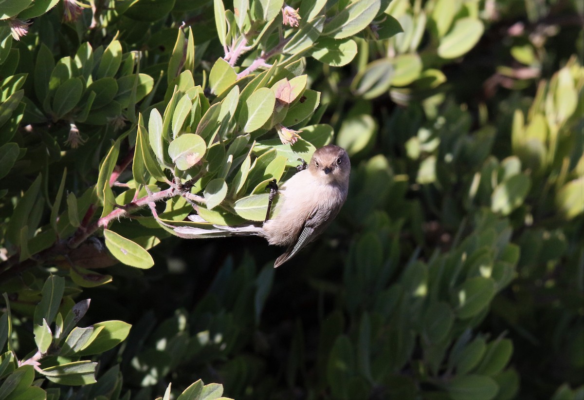 Bushtit - ML84670061