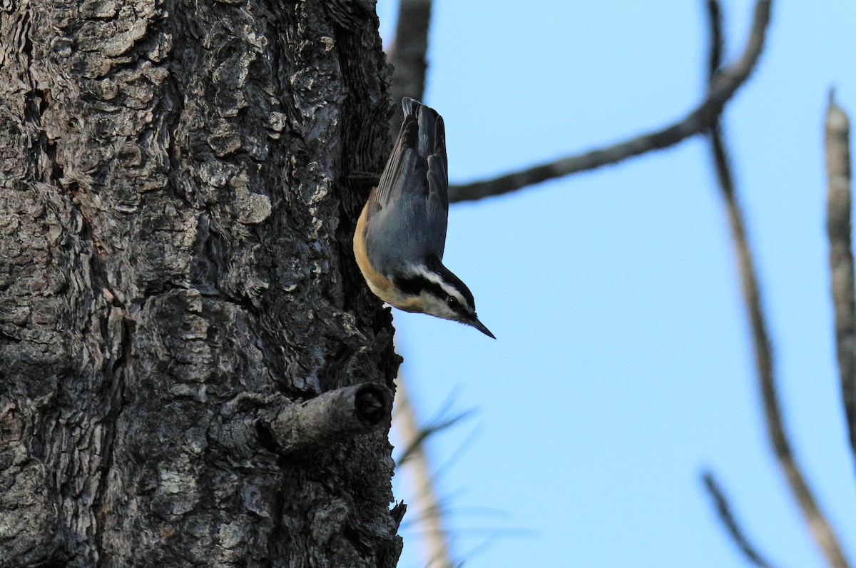 Red-breasted Nuthatch - ML84670071