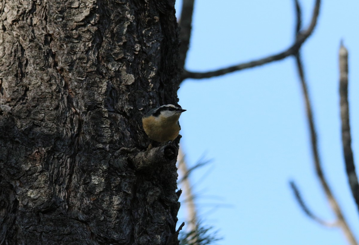 Red-breasted Nuthatch - ML84670121