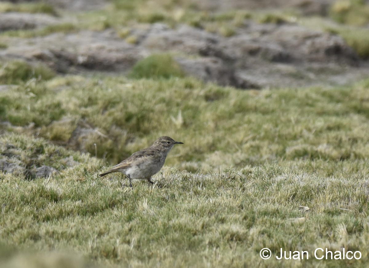 patagoniatunnelfugl - ML84671241