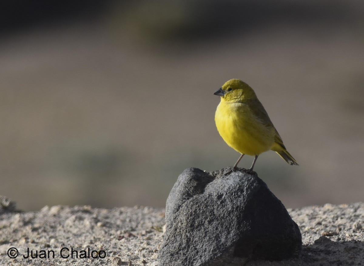 Puna Yellow-Finch - Juan José Chalco Luna