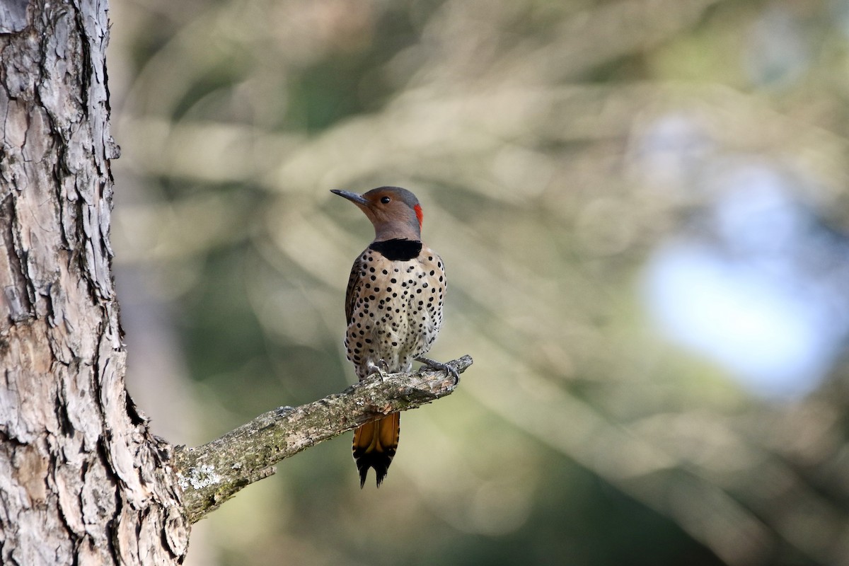 Northern Flicker - Lance Runion 🦤