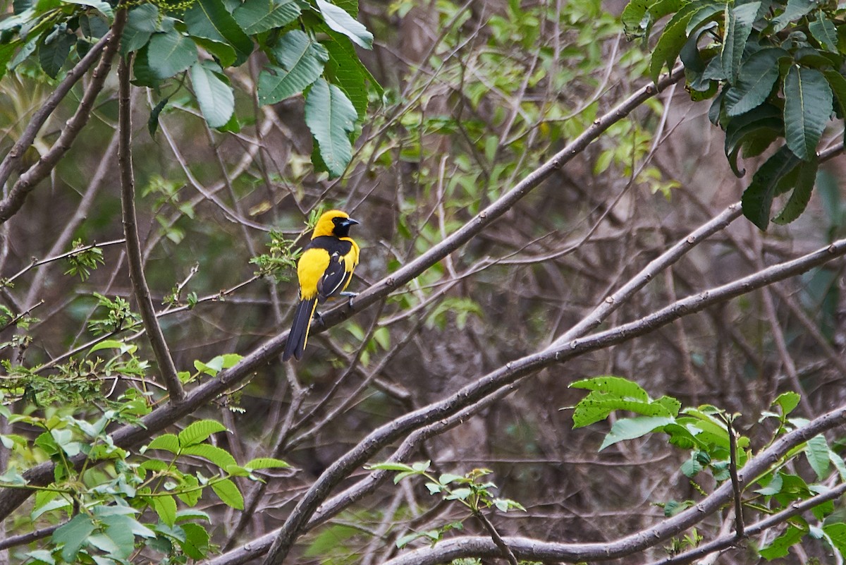 Yellow-tailed Oriole - ML84671431