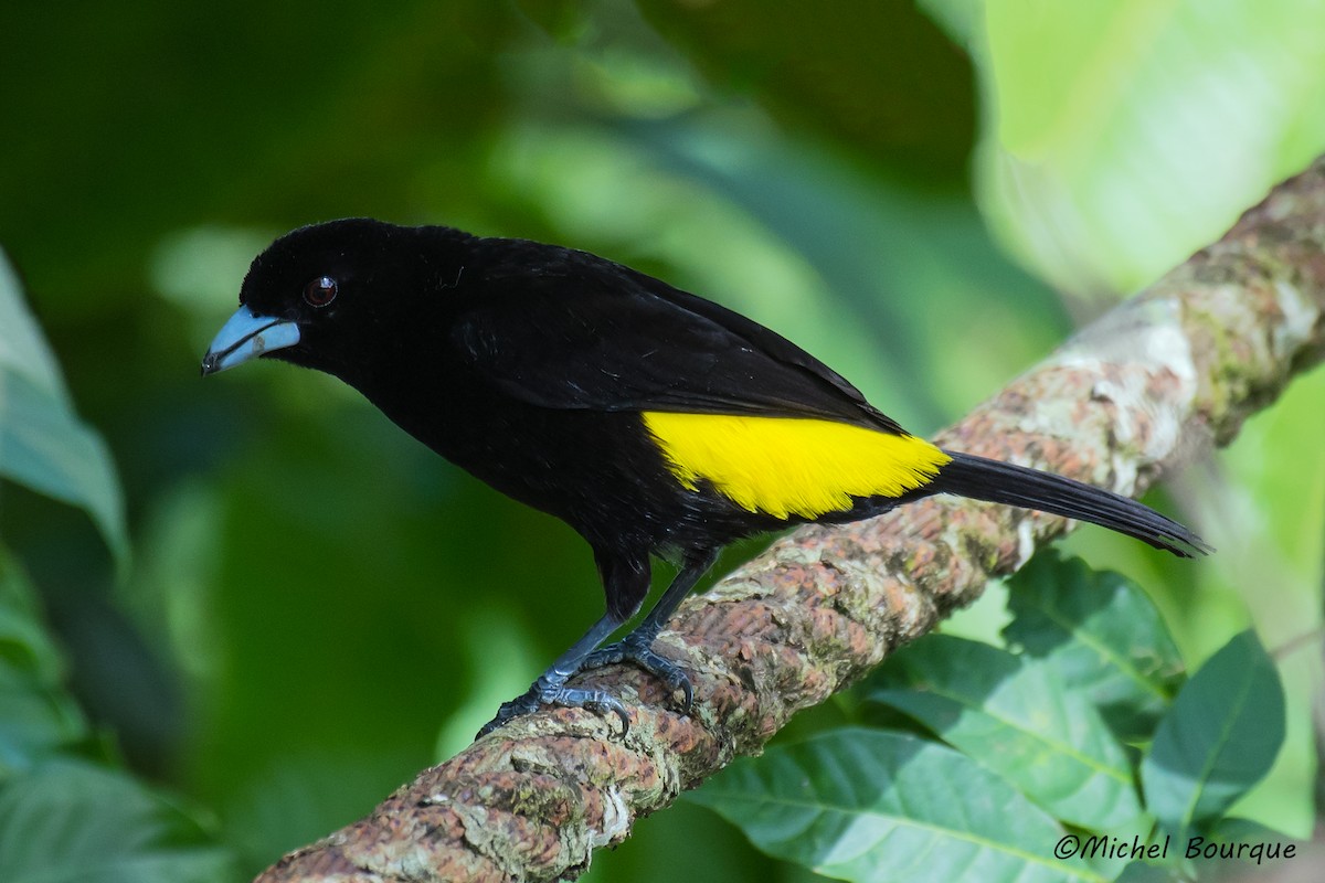 Flame-rumped Tanager - ML84671441