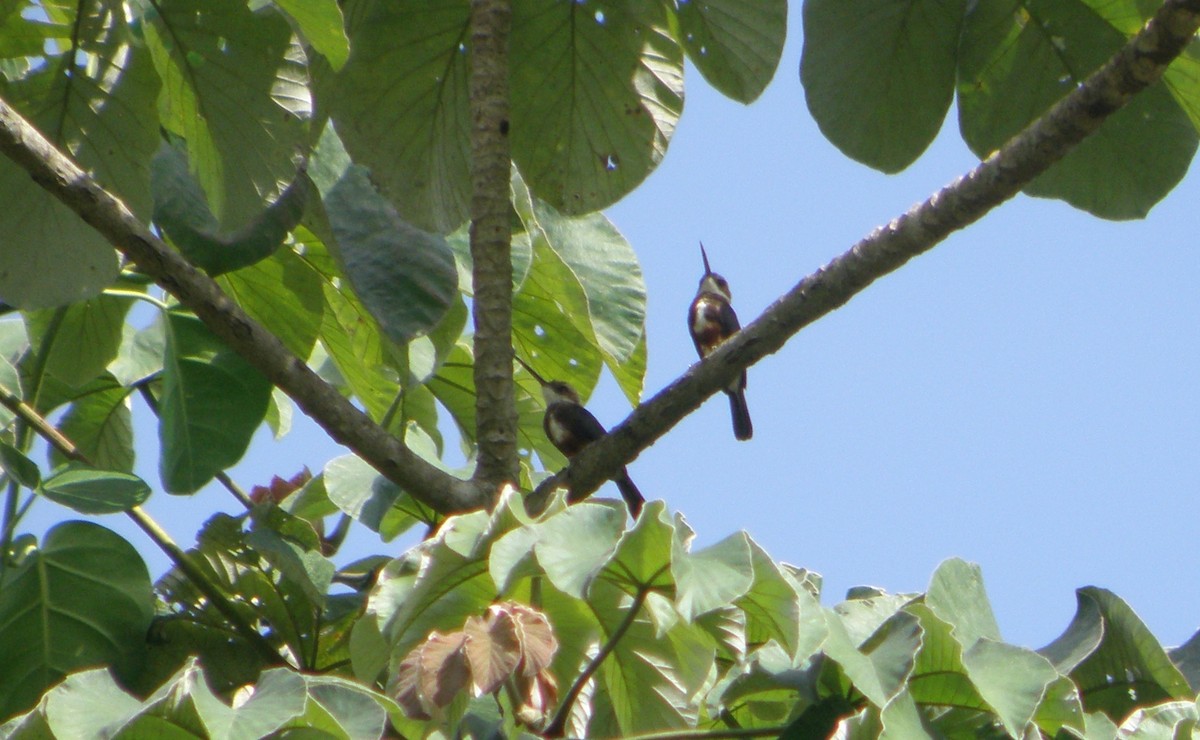 Pale-headed Jacamar - ML84671681