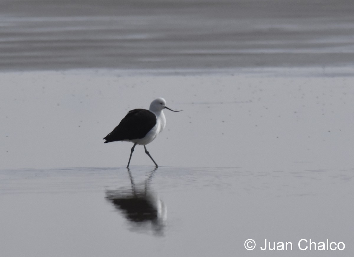 Avocette des Andes - ML84671791