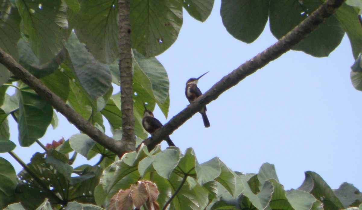 Pale-headed Jacamar - ML84672021