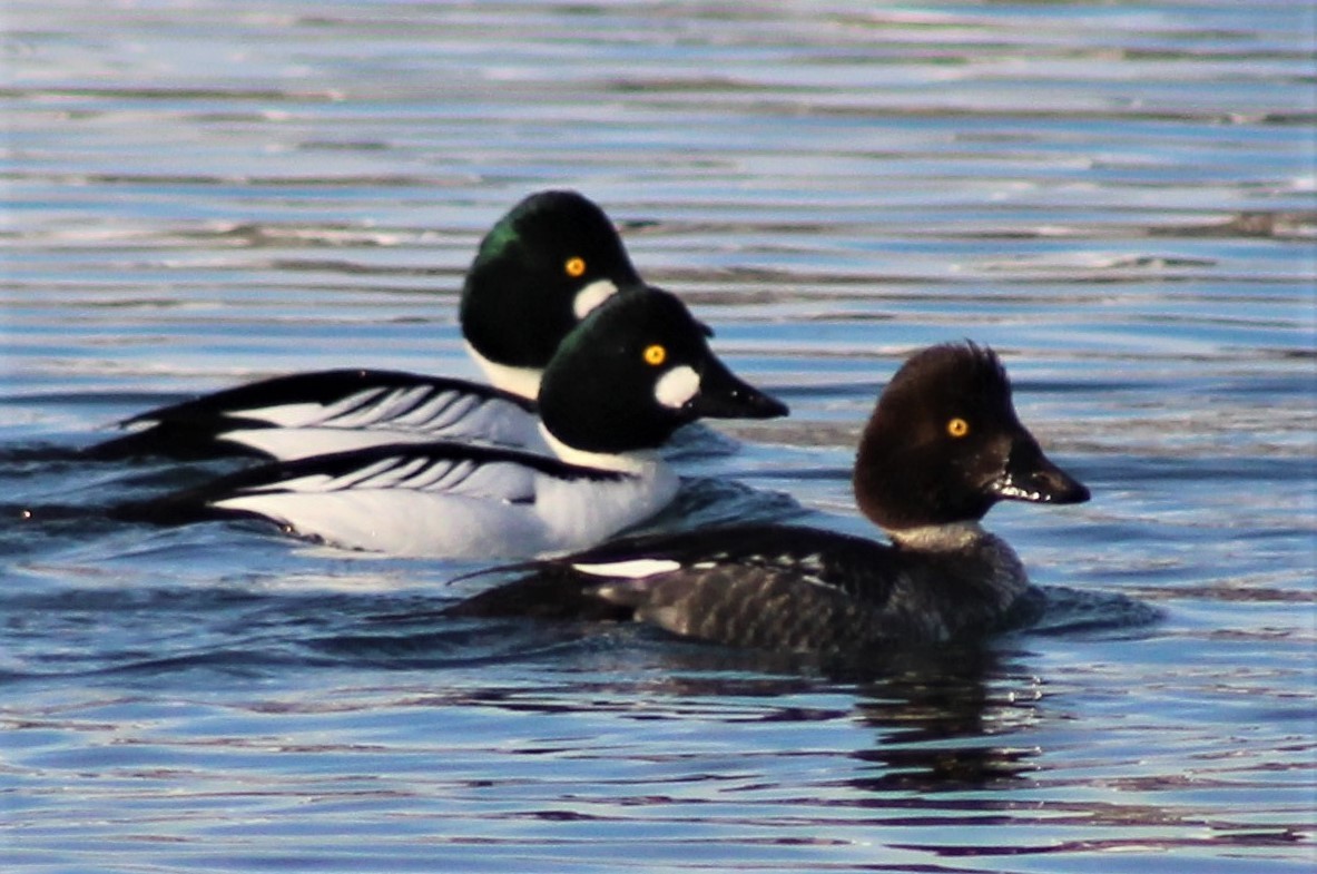 Common Goldeneye - Cindy  Mom