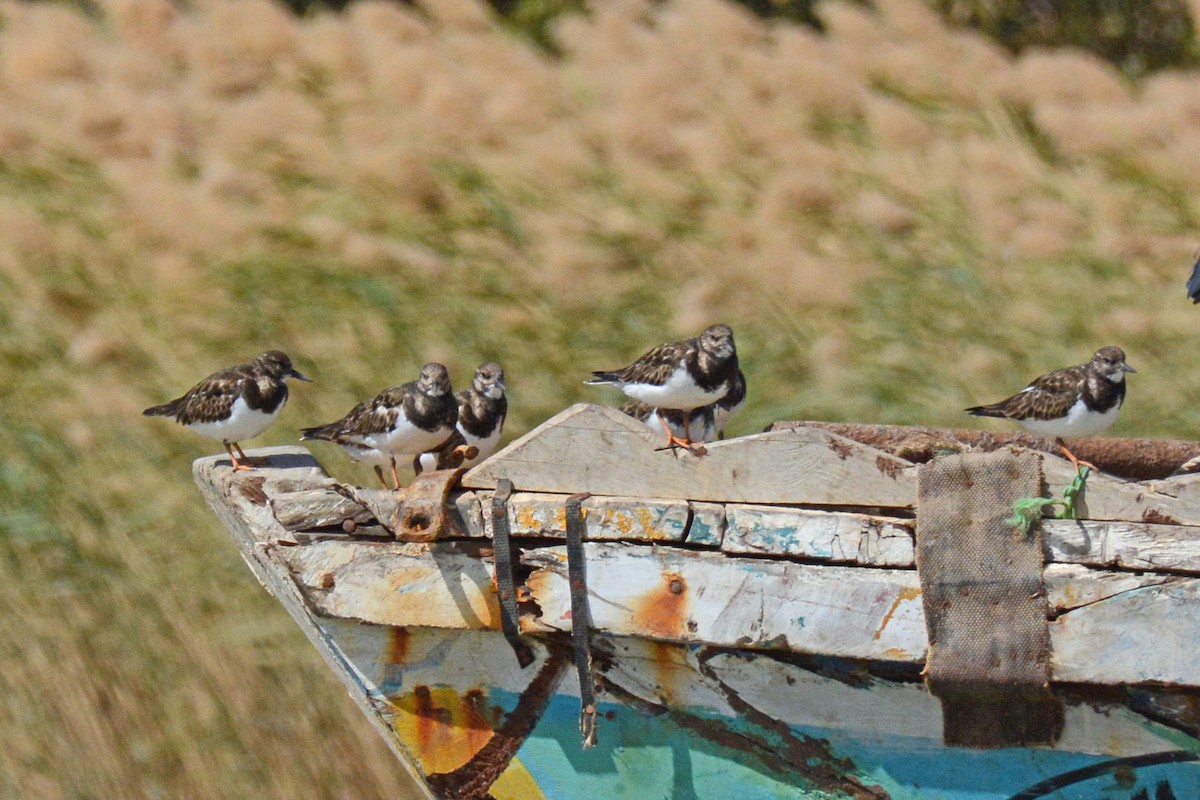 Ruddy Turnstone - ML84674111