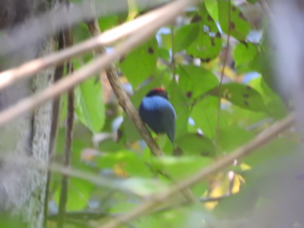 Lance-tailed Manakin - ML84674201