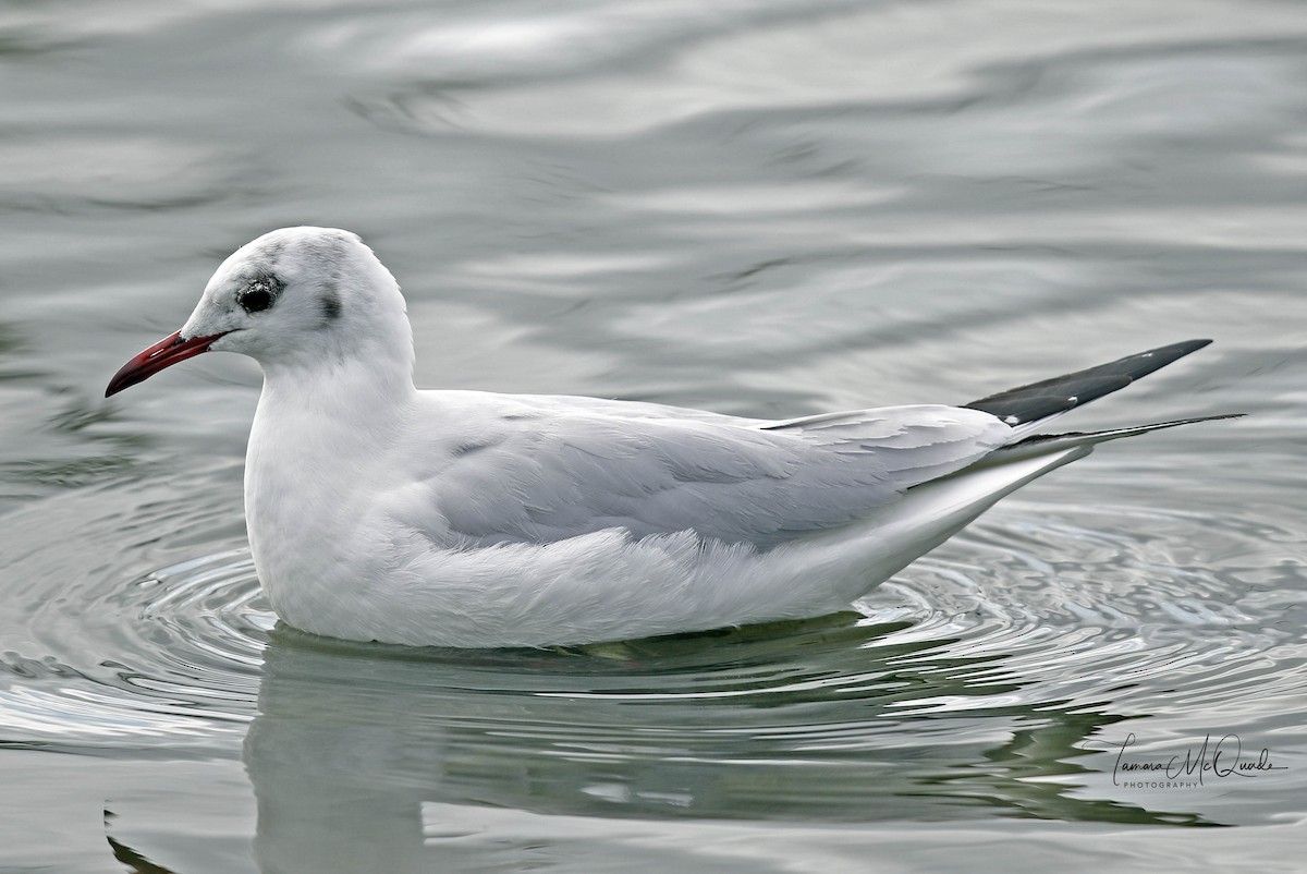 Mouette rieuse - ML84674601