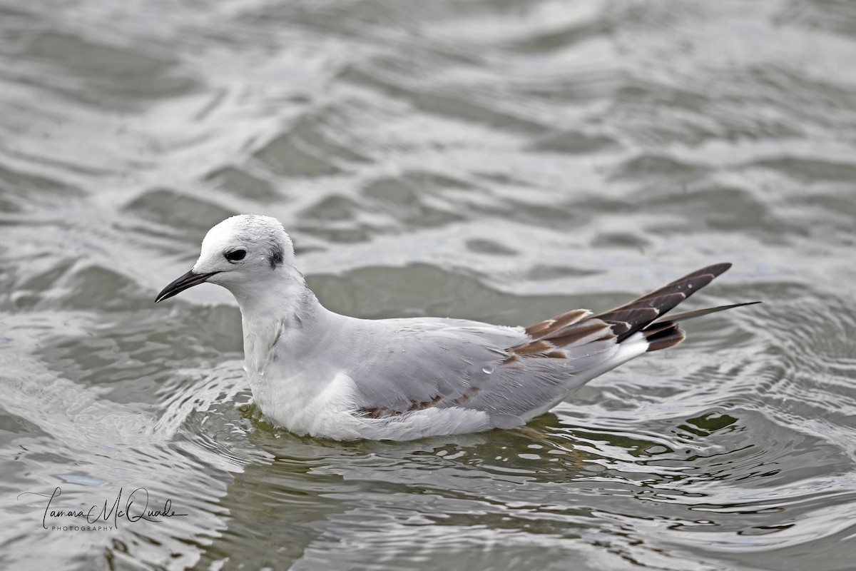 Bonaparte's Gull - Tammy McQuade