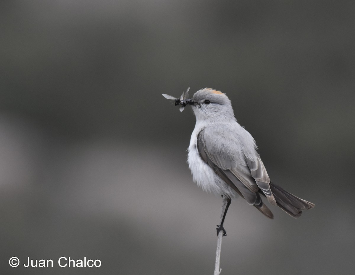 Rufous-naped Ground-Tyrant - ML84674751