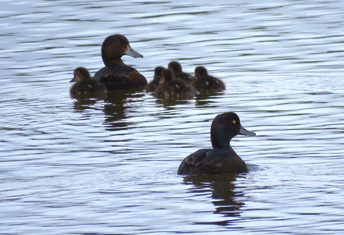 New Zealand Scaup - ML84676571