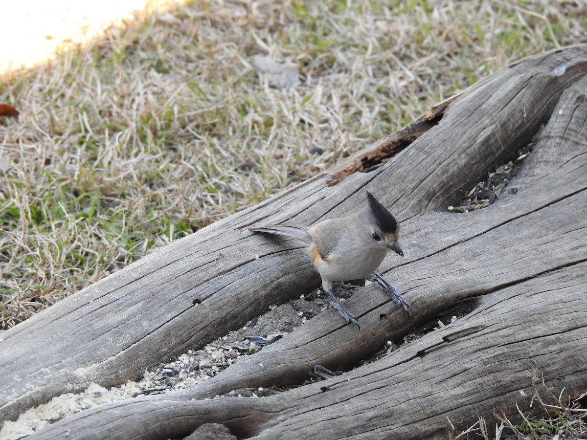 Black-crested Titmouse - ML84677951