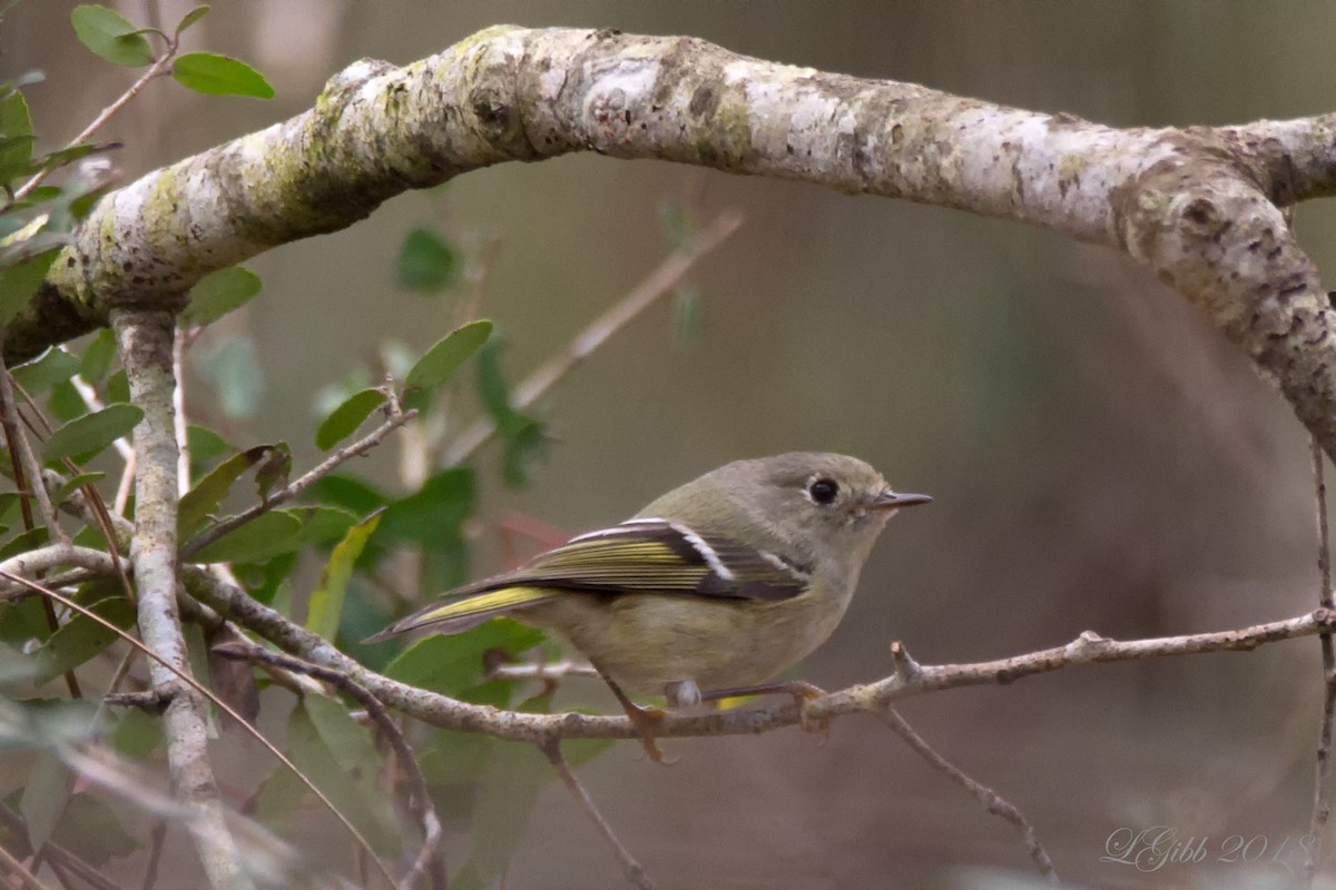 Ruby-crowned Kinglet - ML84680851