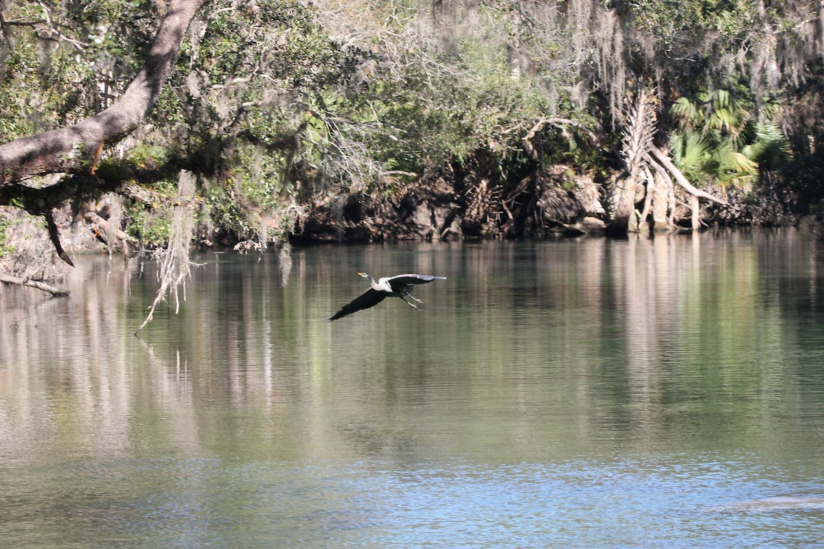 Great Blue Heron - Homer Trecartin