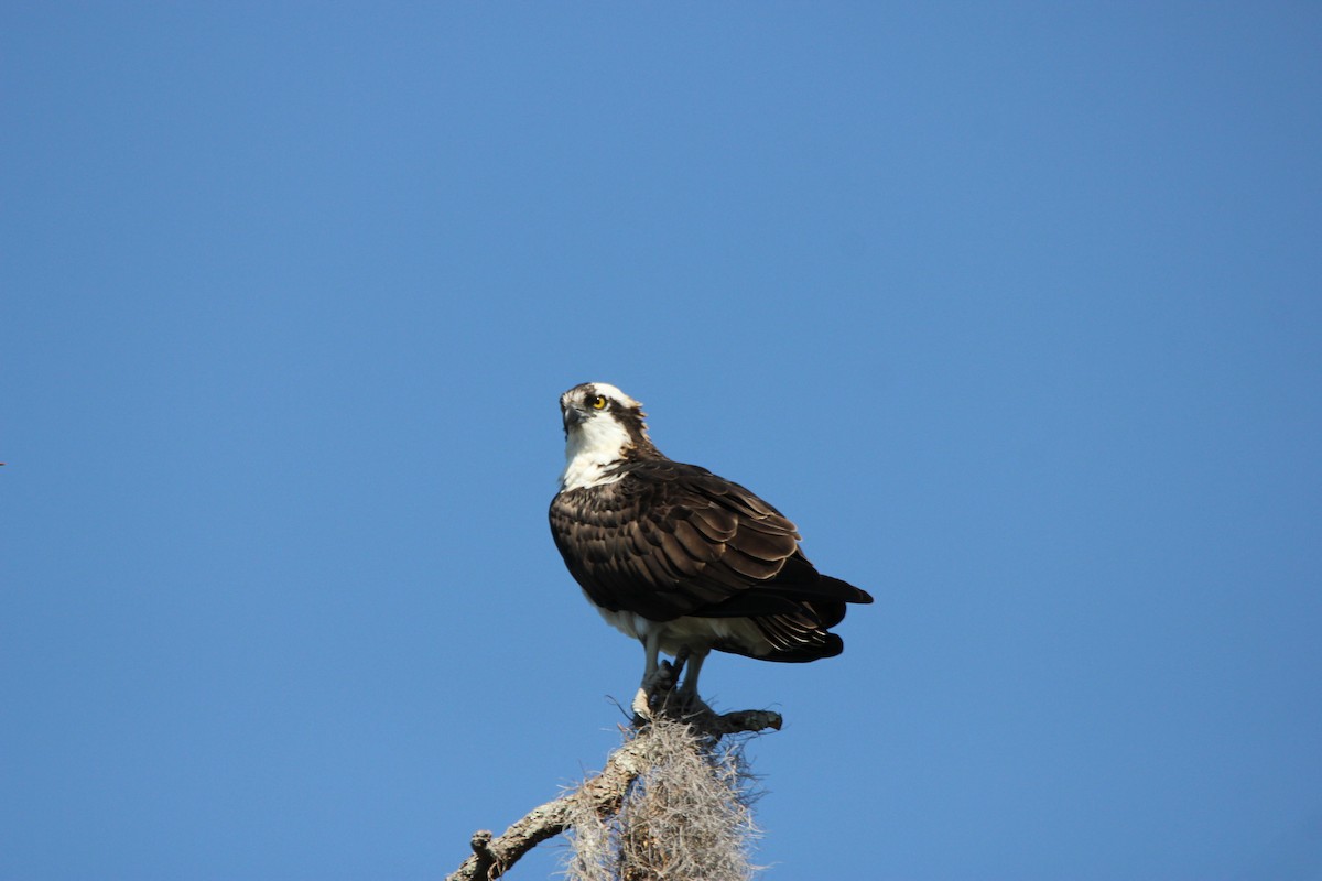 Osprey - ML84682291