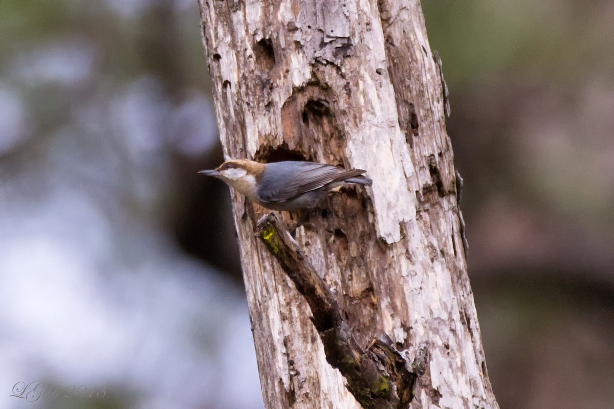 Brown-headed Nuthatch - ML84682521