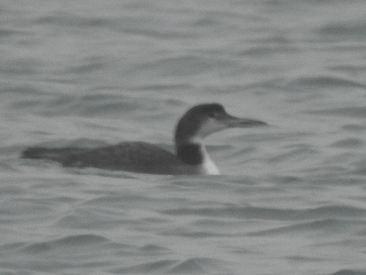 Common Loon - ML84682861