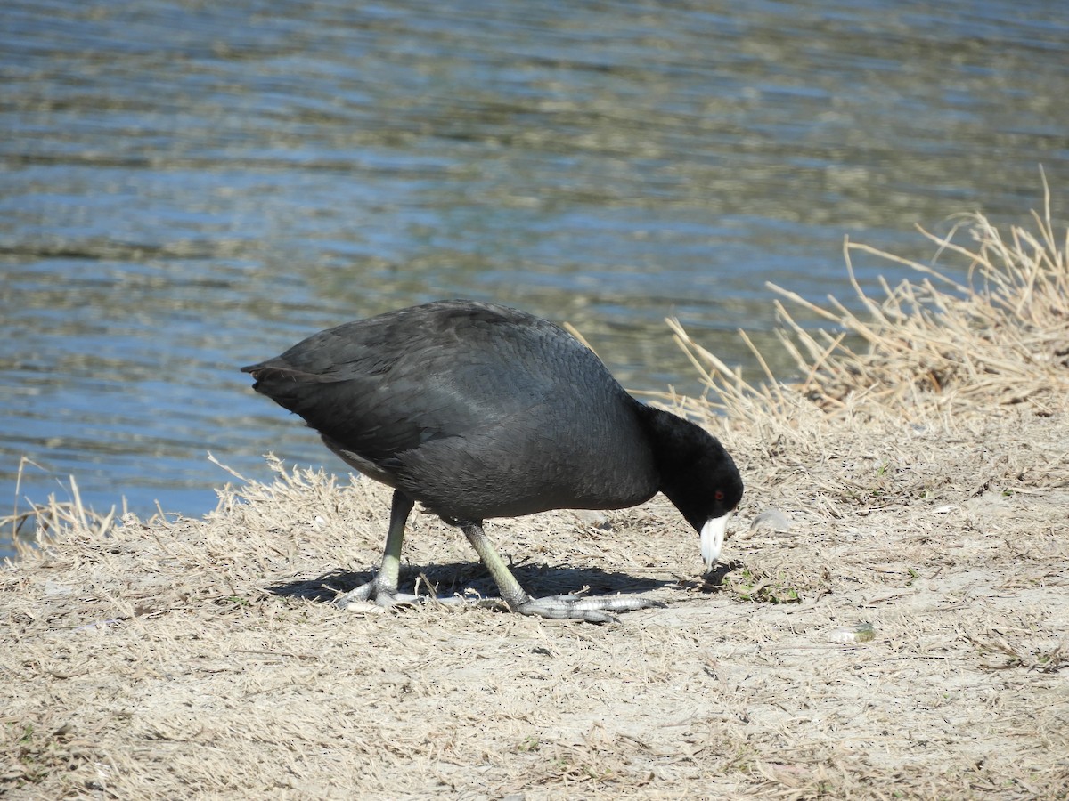 American Coot - Don Stanley