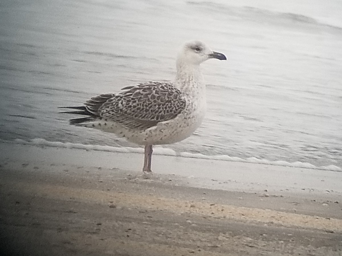 Great Black-backed Gull - Paul Conover