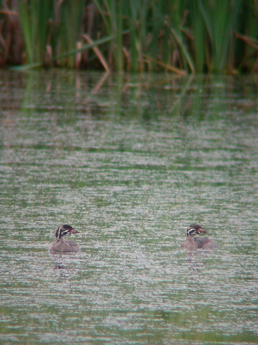 Pied-billed Grebe - ML84688561