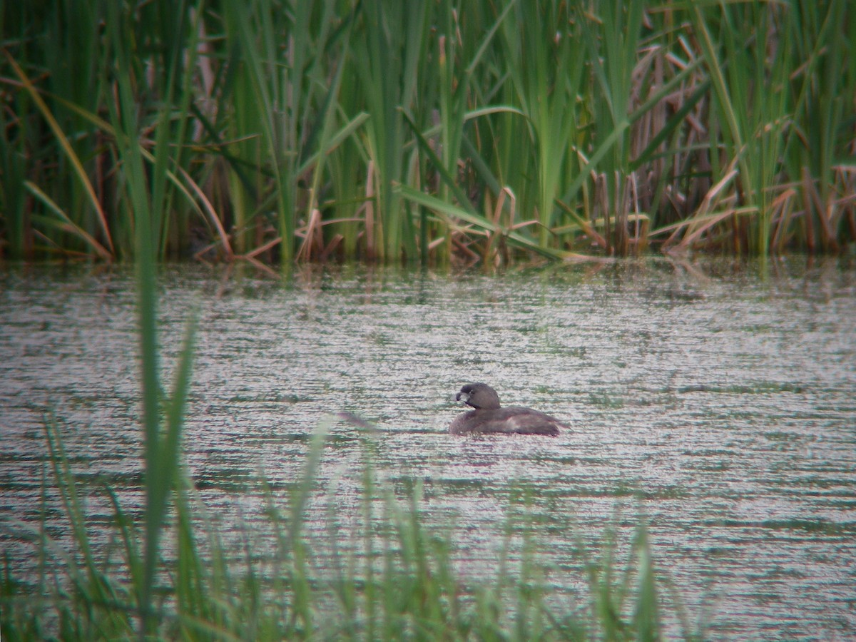 Pied-billed Grebe - ML84688621