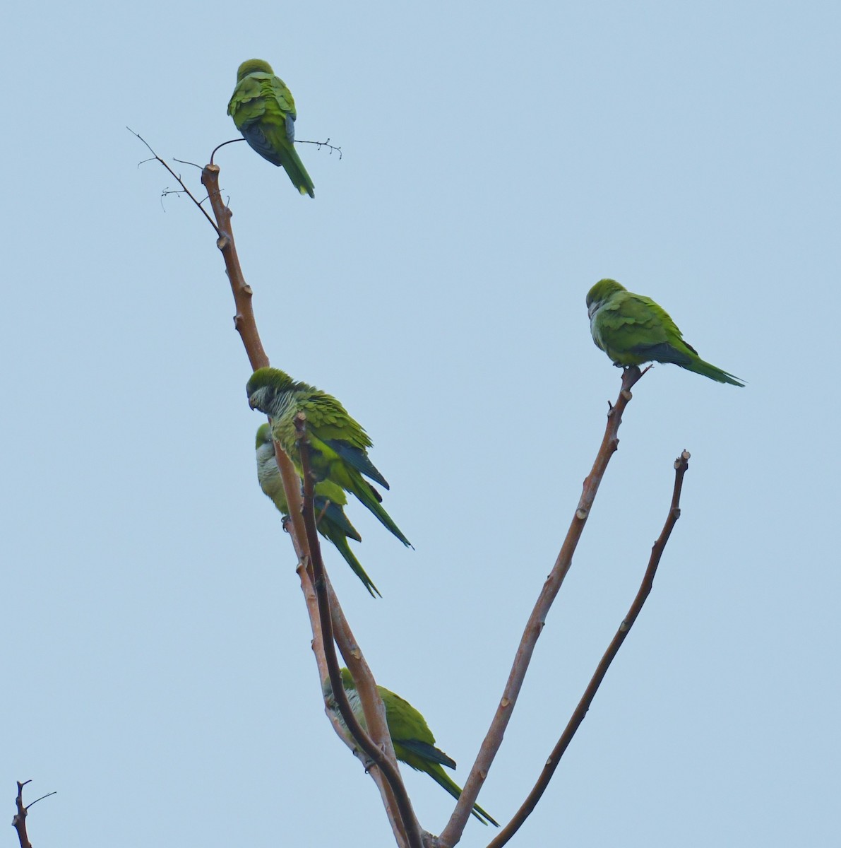 Monk Parakeet - ML84688851