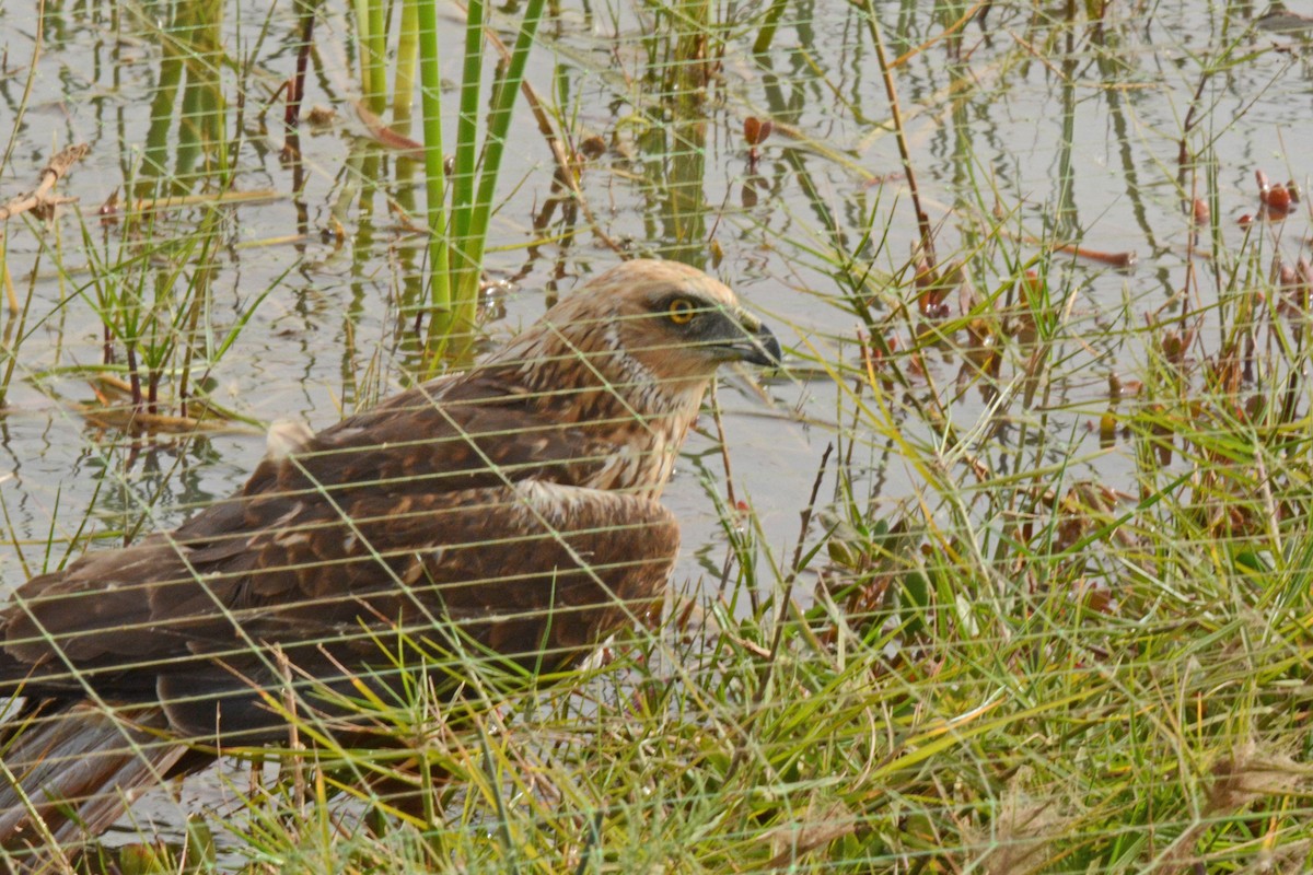 Western Marsh Harrier - ML84690441