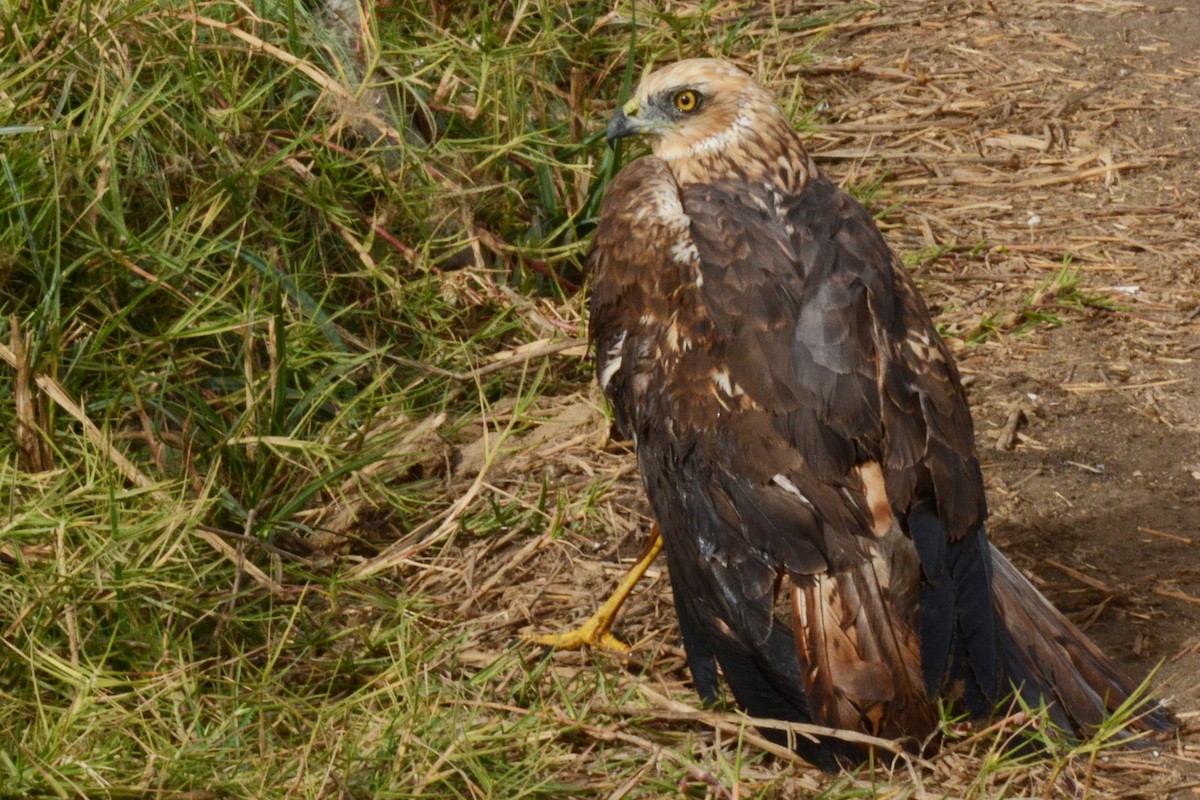 Western Marsh Harrier - Marie O'Neill