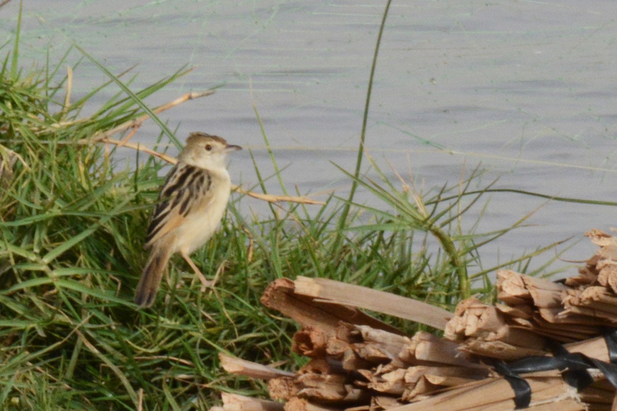 Winding Cisticola - ML84690681