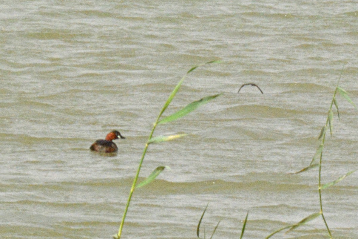 Little Grebe - ML84691051