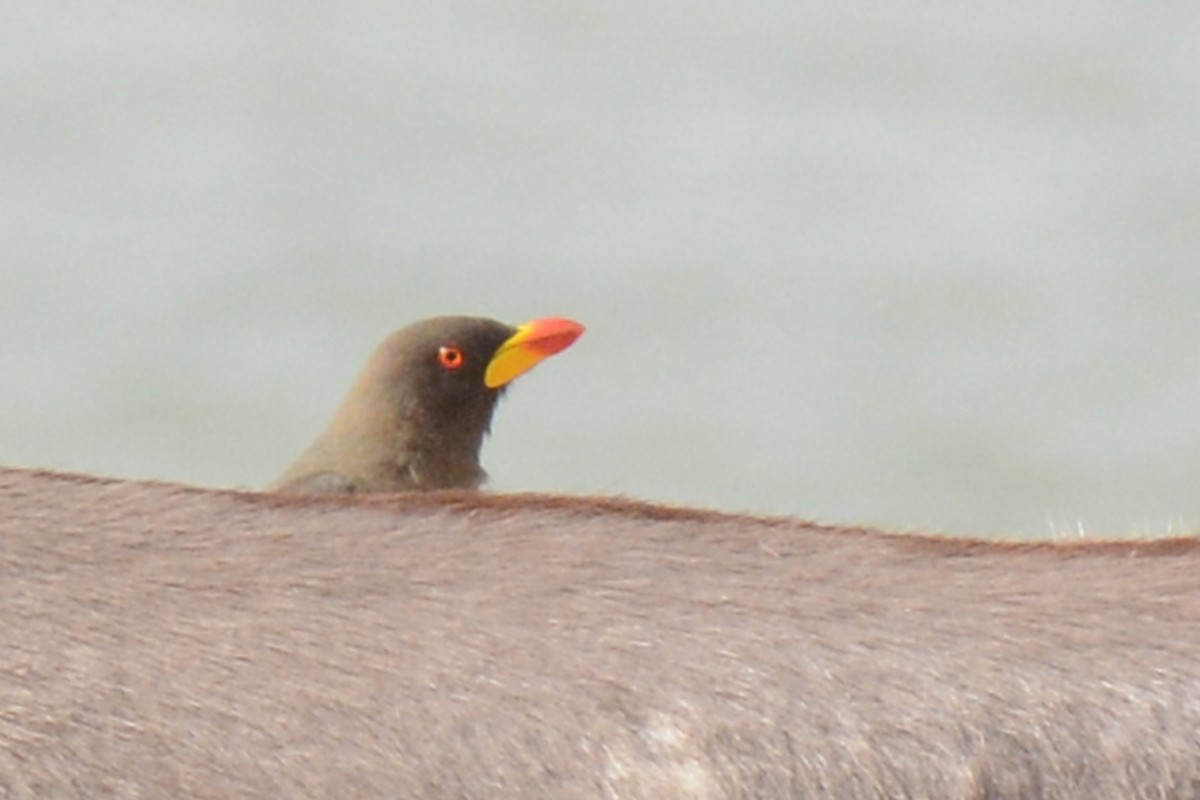 Yellow-billed Oxpecker - ML84691131