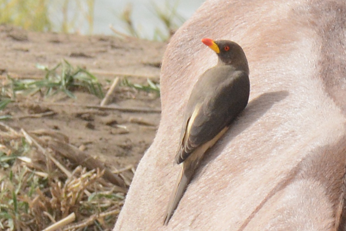Yellow-billed Oxpecker - Marie O'Neill