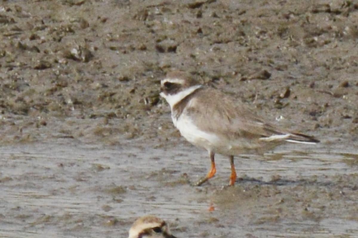 Common Ringed Plover - Marie O'Neill