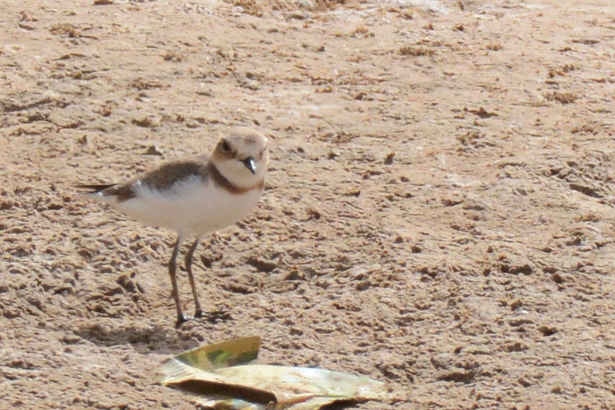 Kittlitz's Plover - Marie O'Neill