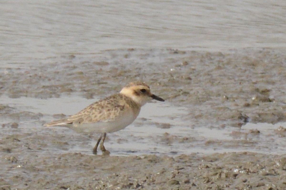 Kittlitz's Plover - Marie O'Neill