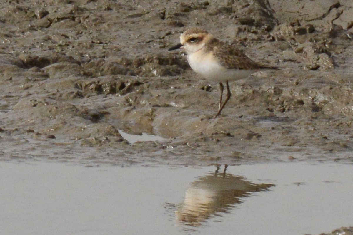 Kittlitz's Plover - Marie O'Neill