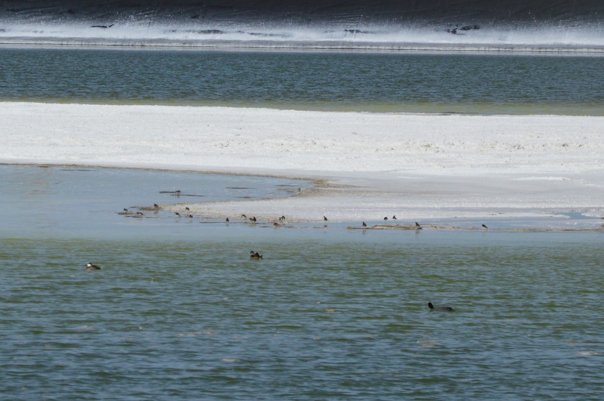 tanımsız Calidris sp. - ML84691601