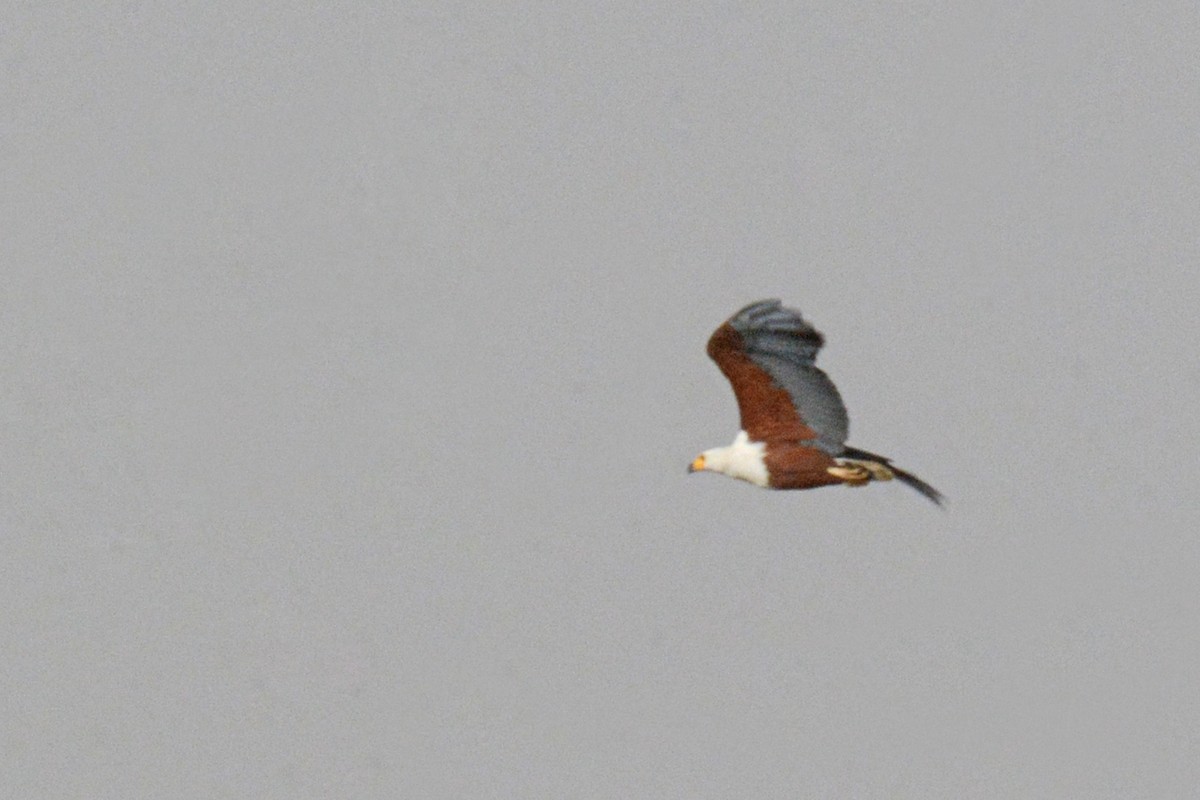 African Fish-Eagle - Marie O'Neill