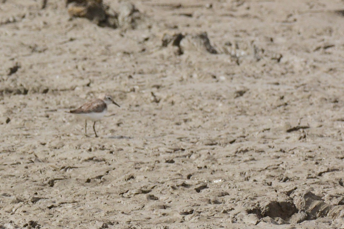 Little Stint - ML84691871