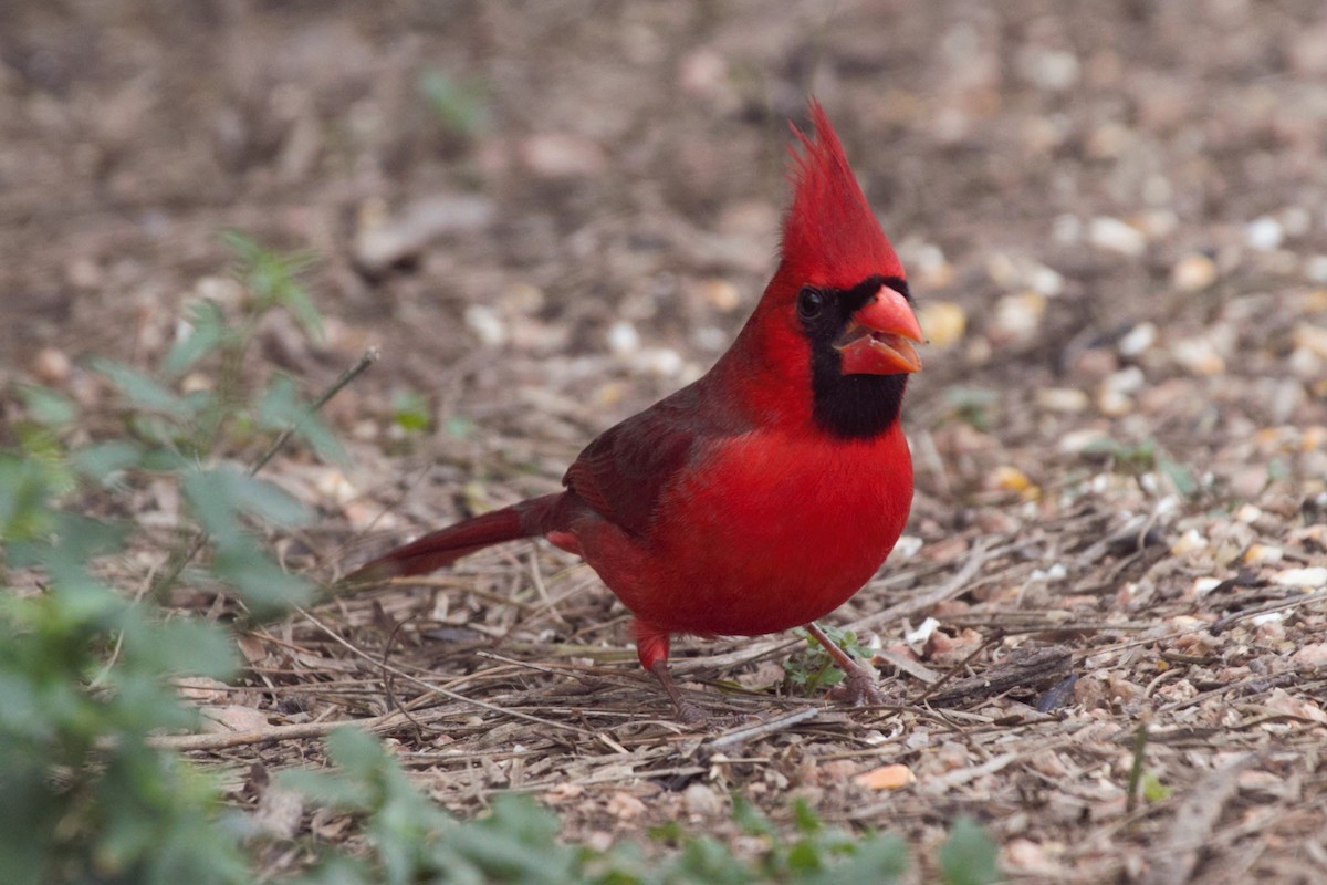 Northern Cardinal - Scott Lewis