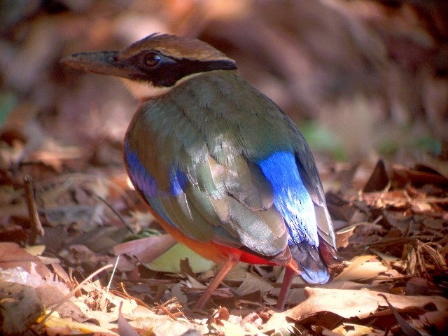 Mangrove Pitta - ML84692111