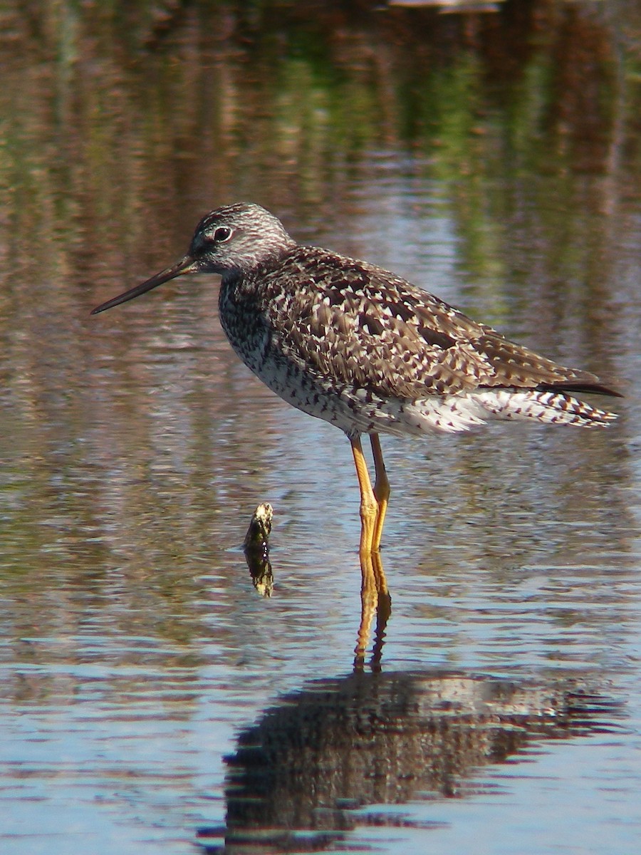 Greater Yellowlegs - ML84692691